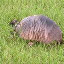 An uncanny, blurry image that kind of looks like an armadillo.