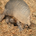 An uncanny, blurry image that kind of looks like an armadillo.