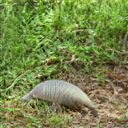 An uncanny, blurry image that kind of looks like an armadillo.