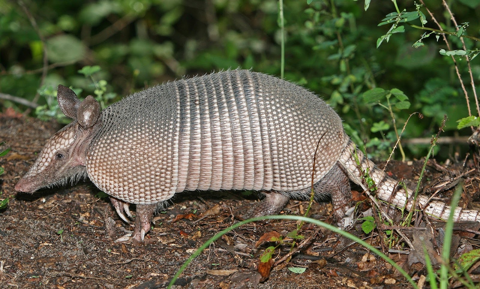 A real photo of an armadillo from Wikipedia.