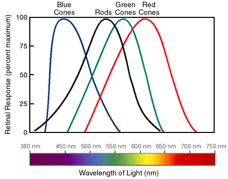 Rods and Cones