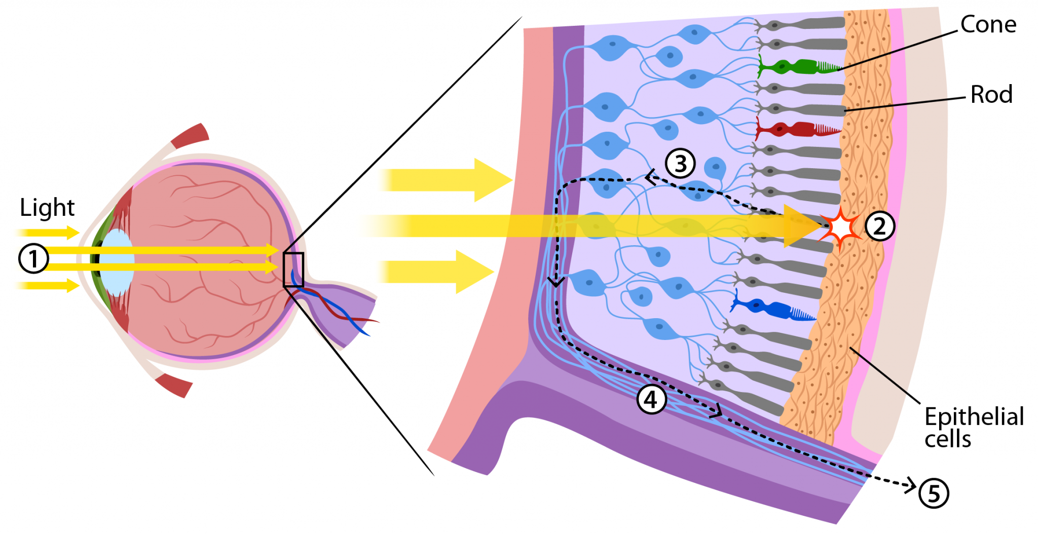 Photoreceptor Cells